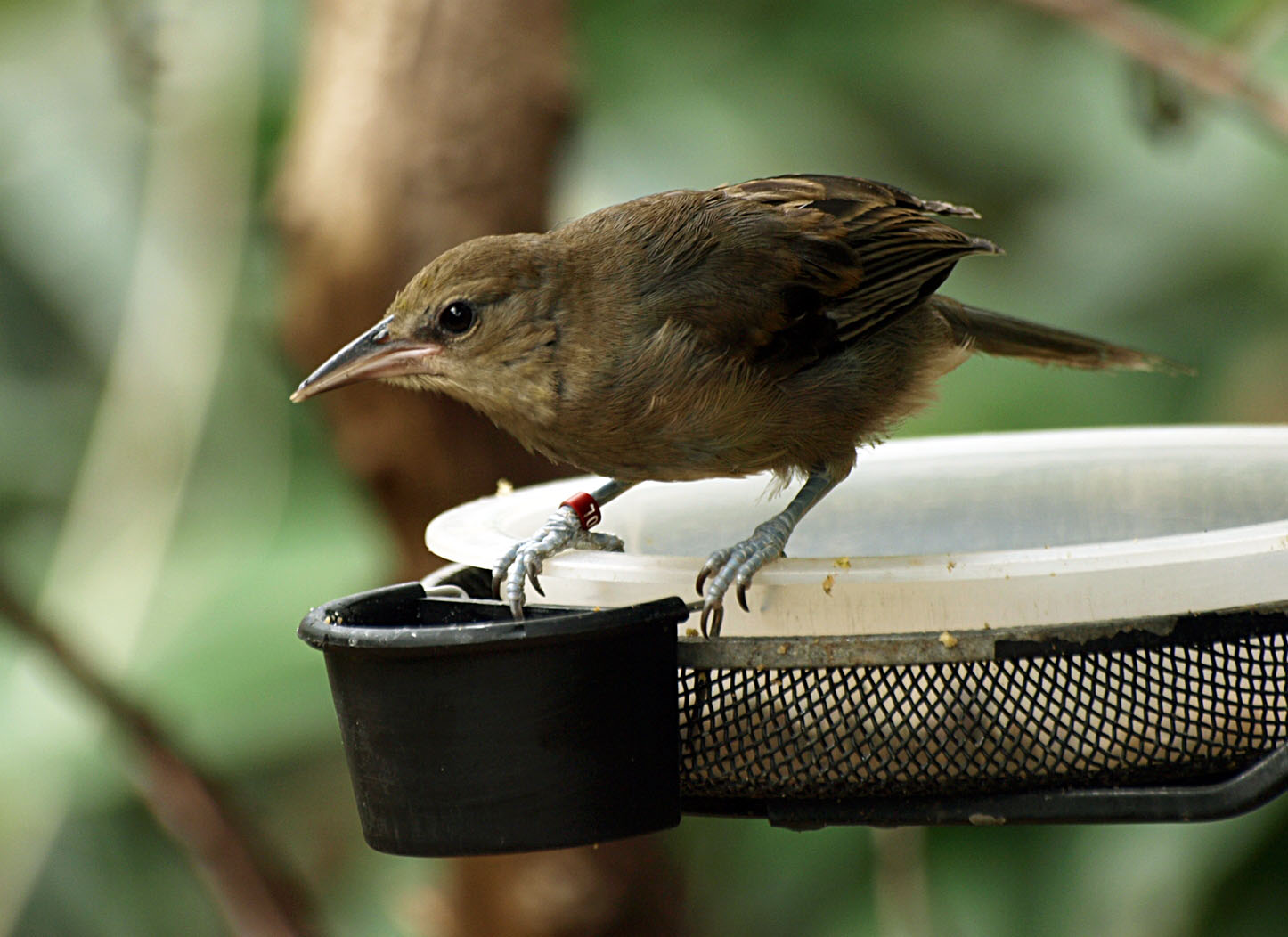 Hen Montserrat oriole