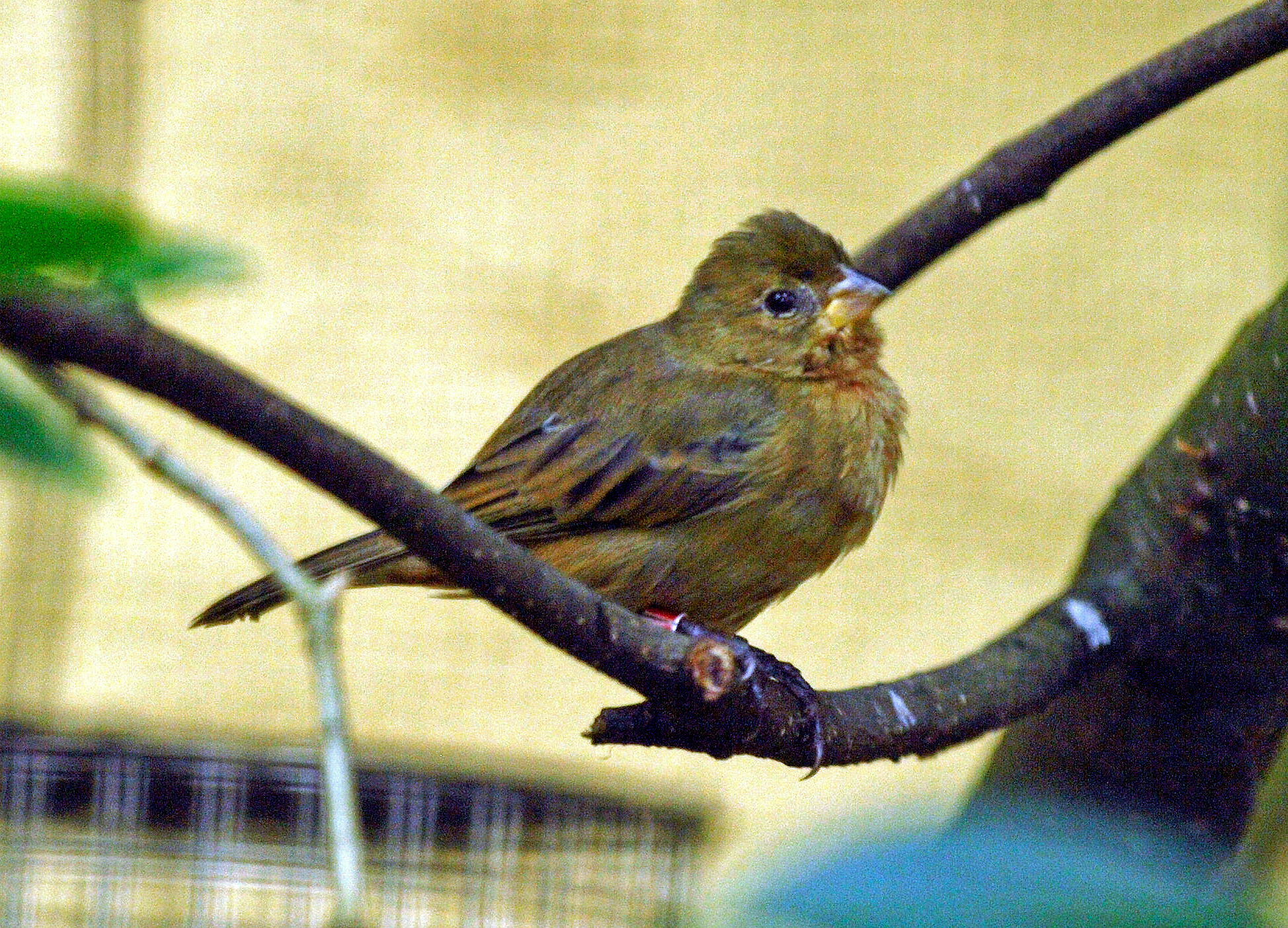 Hen of some species of weaver?