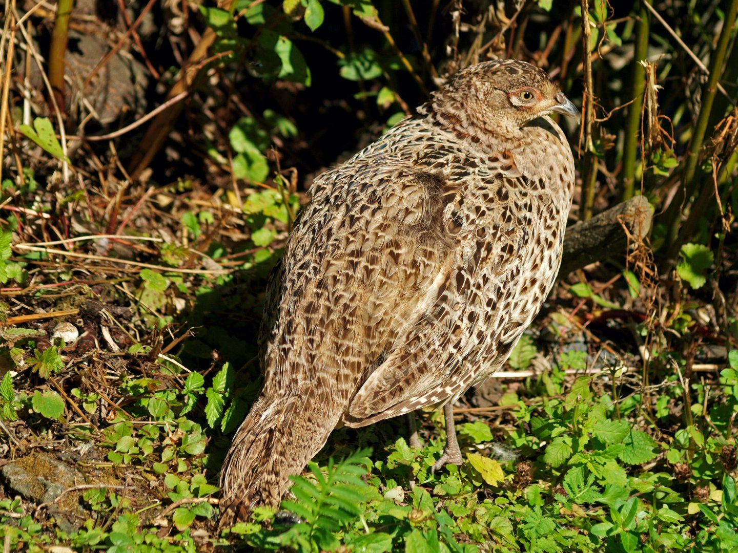 Hen pheasant