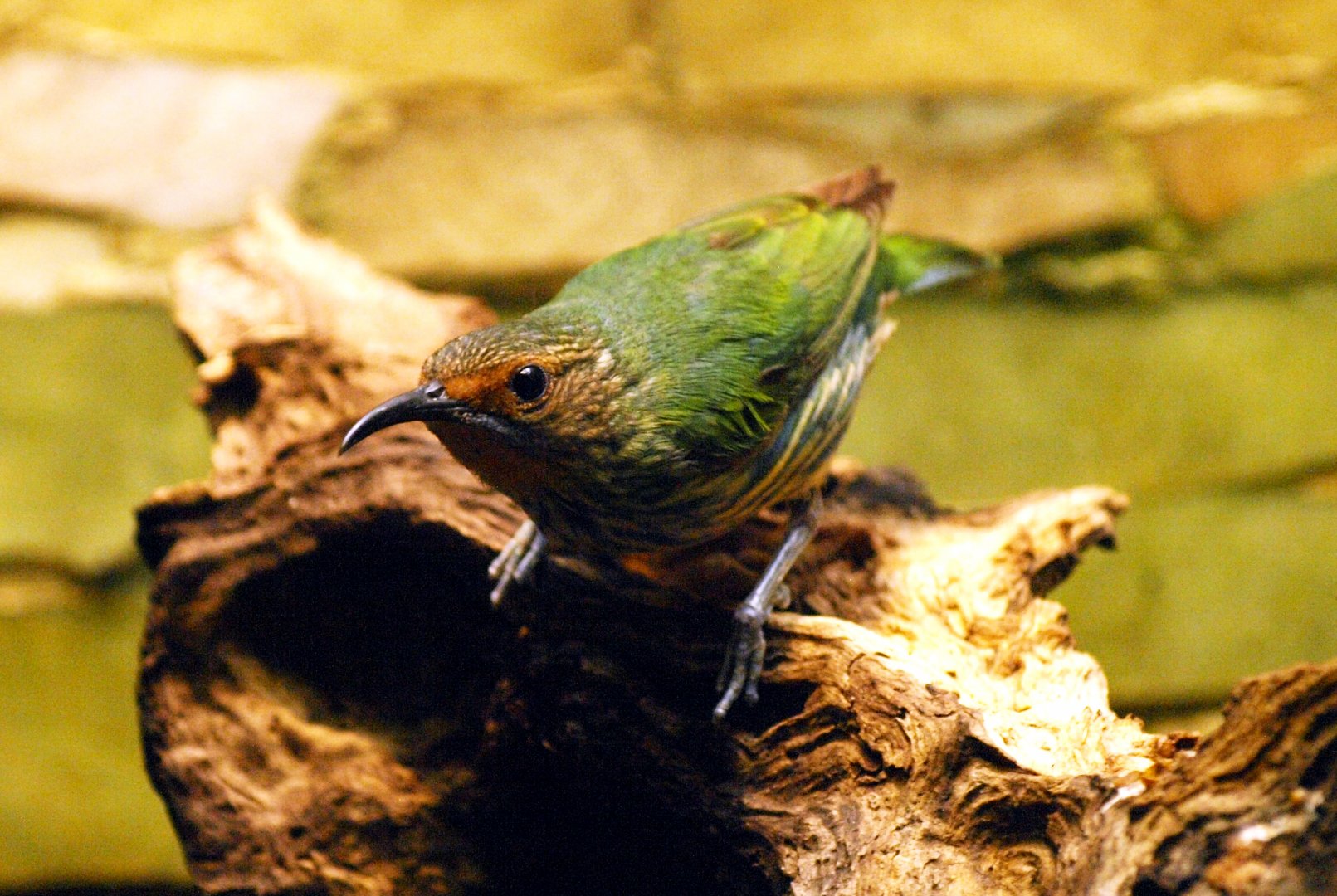 Hen purple honeycreeper