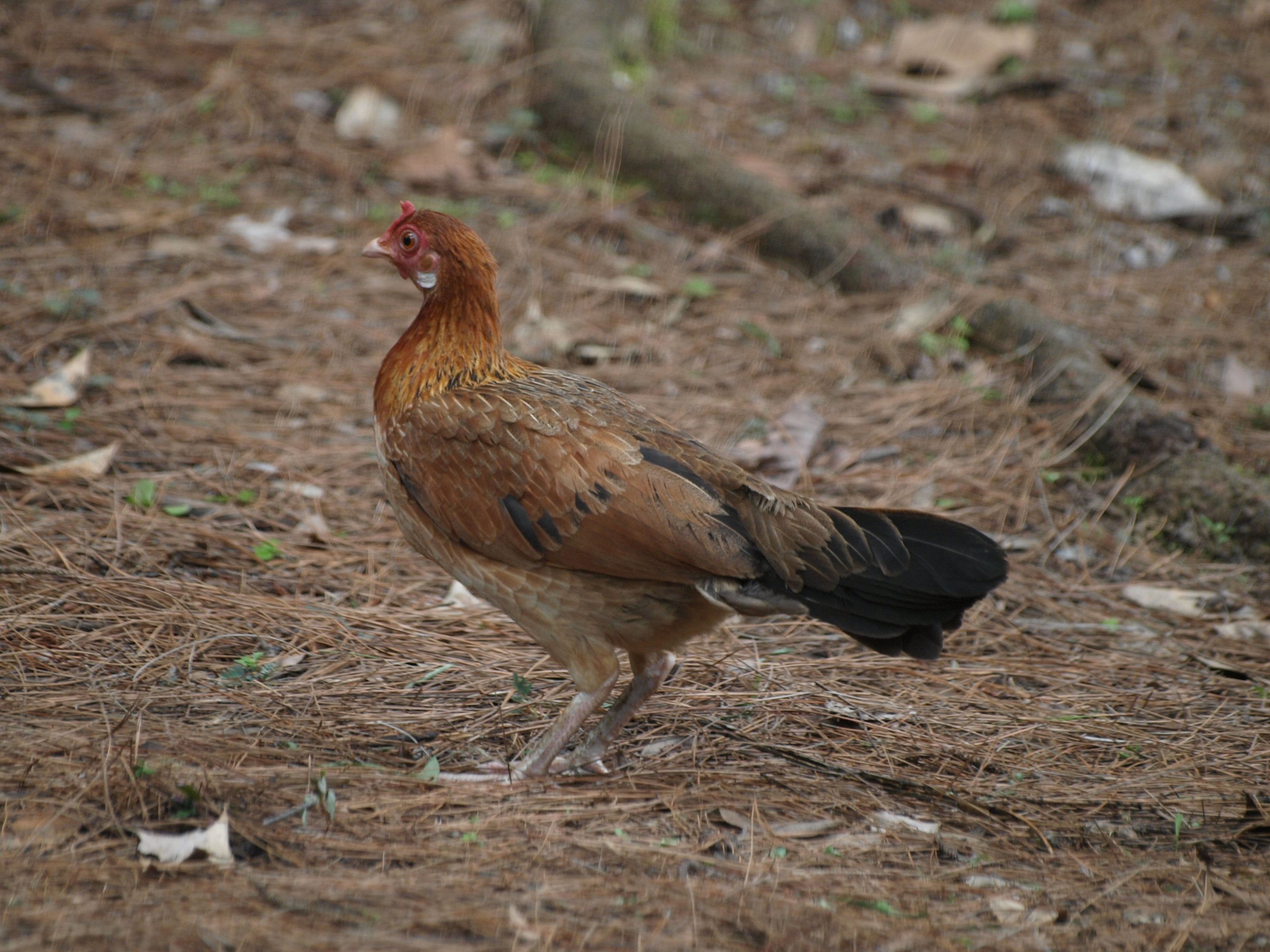 hen Red Jungle fowl