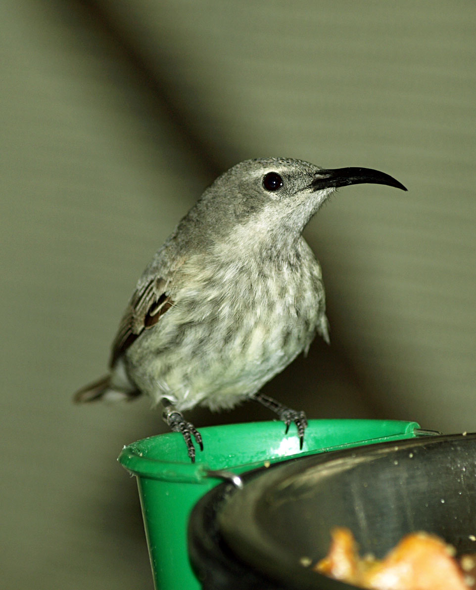 Hen Red-legged honeycreeper