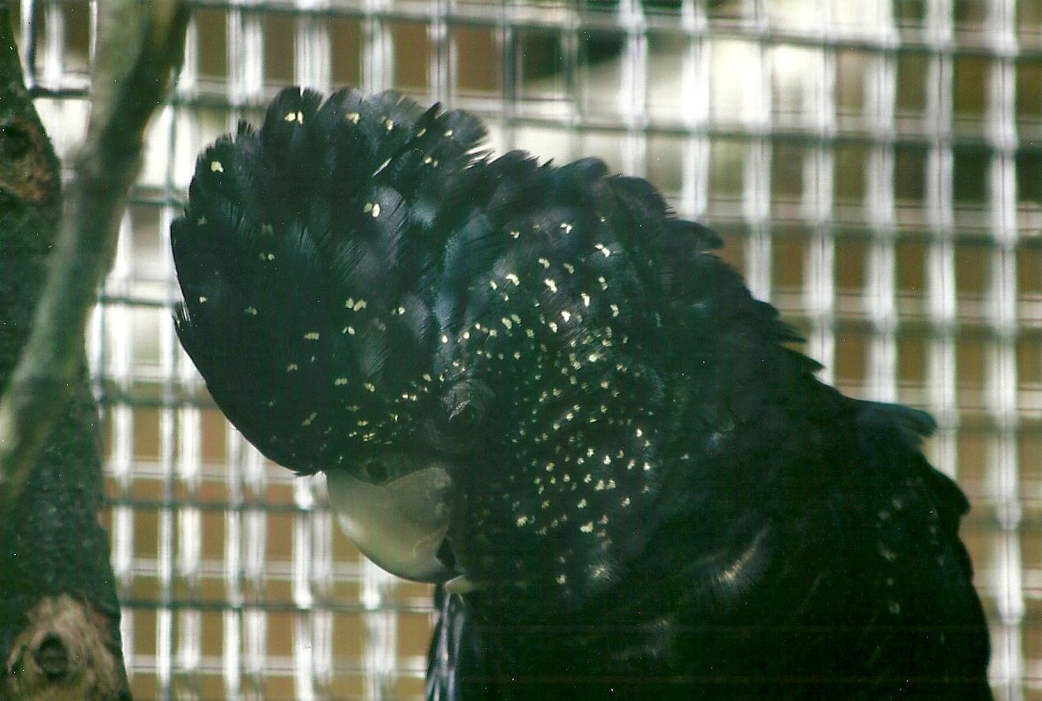 Hen red-tailed Black Cockatoo 13th September 2012