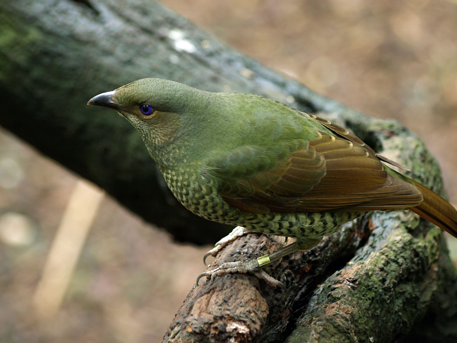 Hen Satin bowerbird