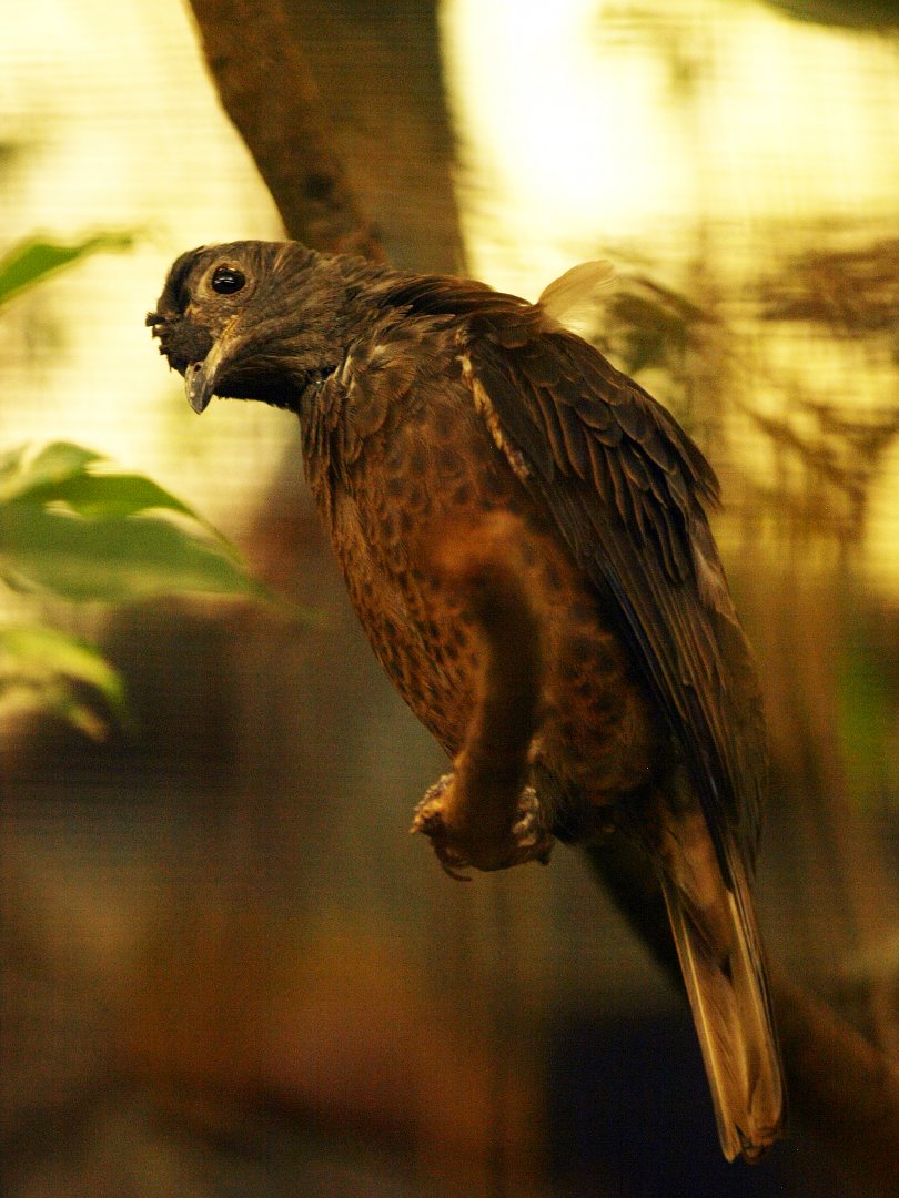 Hen Spangled cotinga