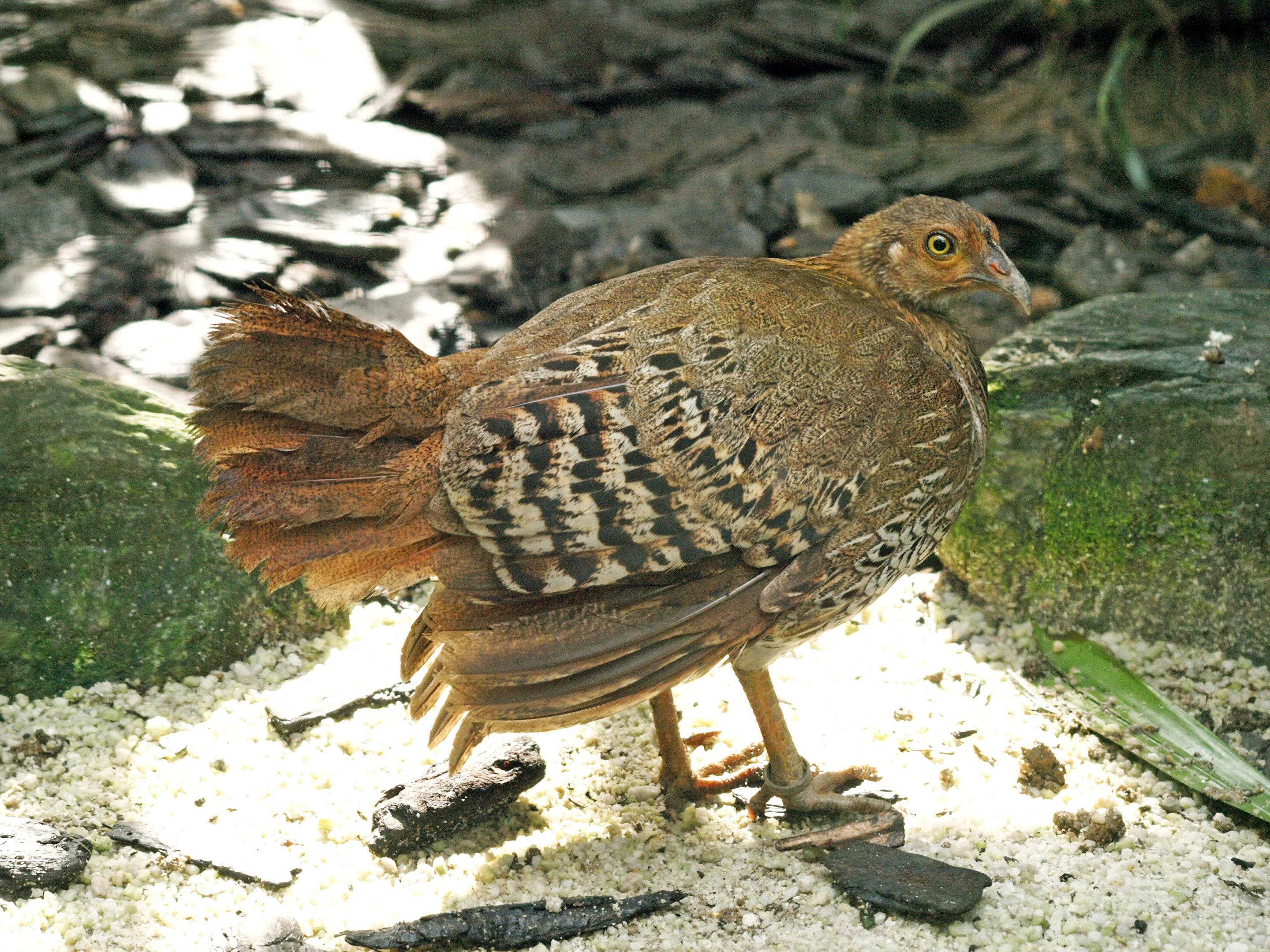 Hen Sri Lanka Junglefowl