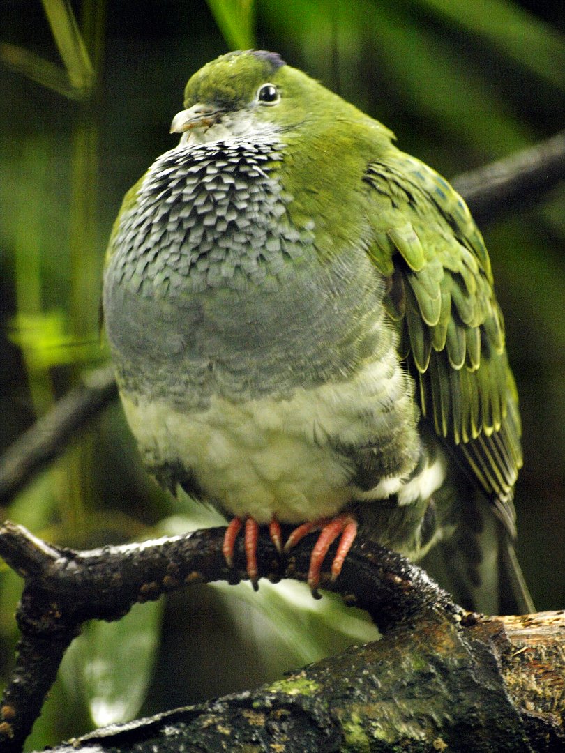 Hen superb fruit dove