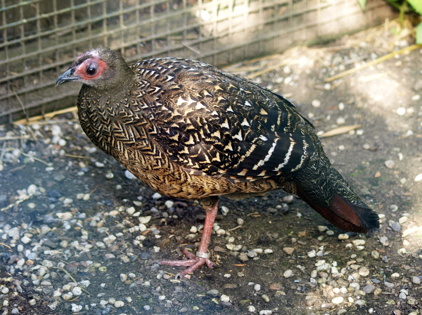 Hen Swinhoe's pheasant