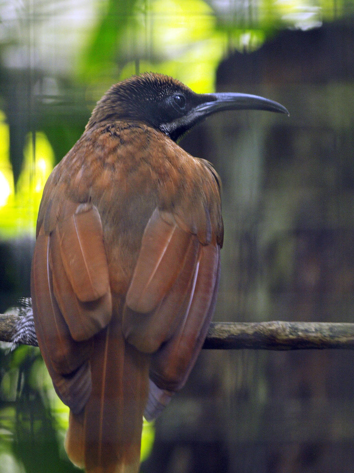 Hen Twelve-wired Bird of Paradise