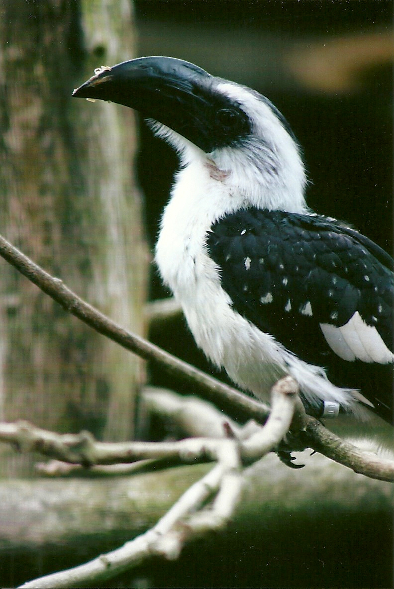 Hen Von der Decken's Hornbill 13th September 2012