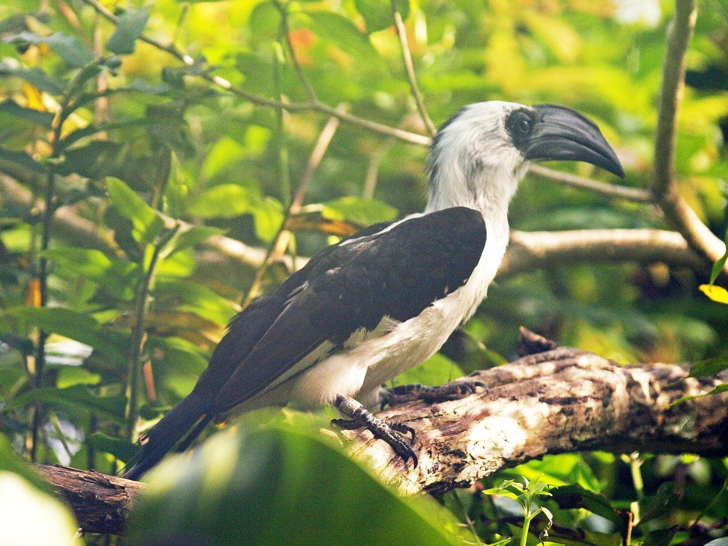 hen Von Der Decken's hornbill