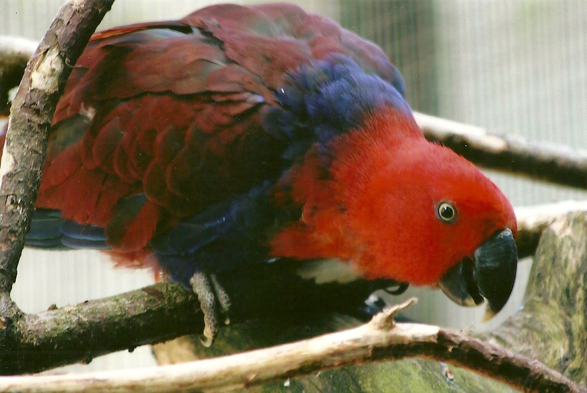 Hen Vosmaeri Eclectus Parrot 13th September 2012