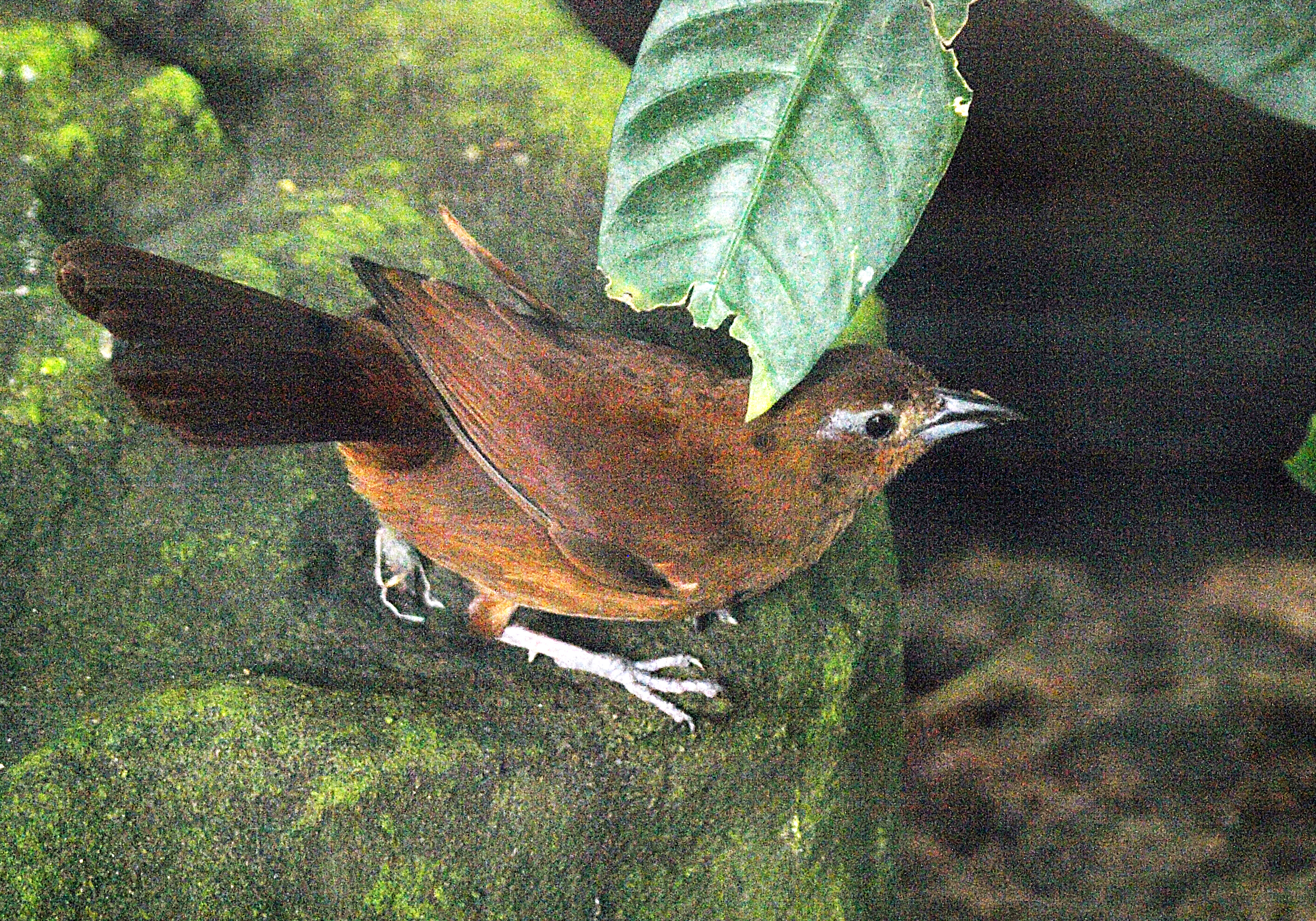 Hen White-lined tanager