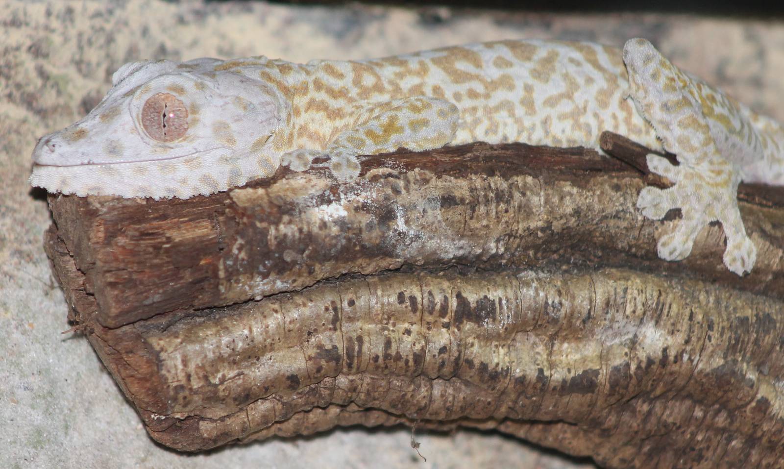 Henckels leaftailed gecko
