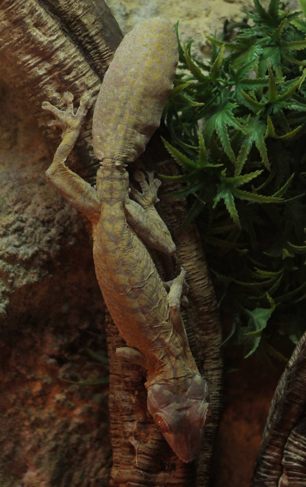 Henckels leaftailed gecko