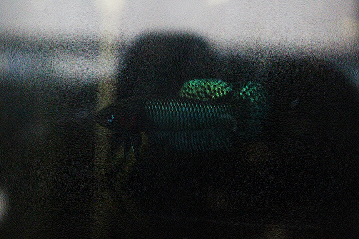Hendra's betta (Betta hendra) - PCBA