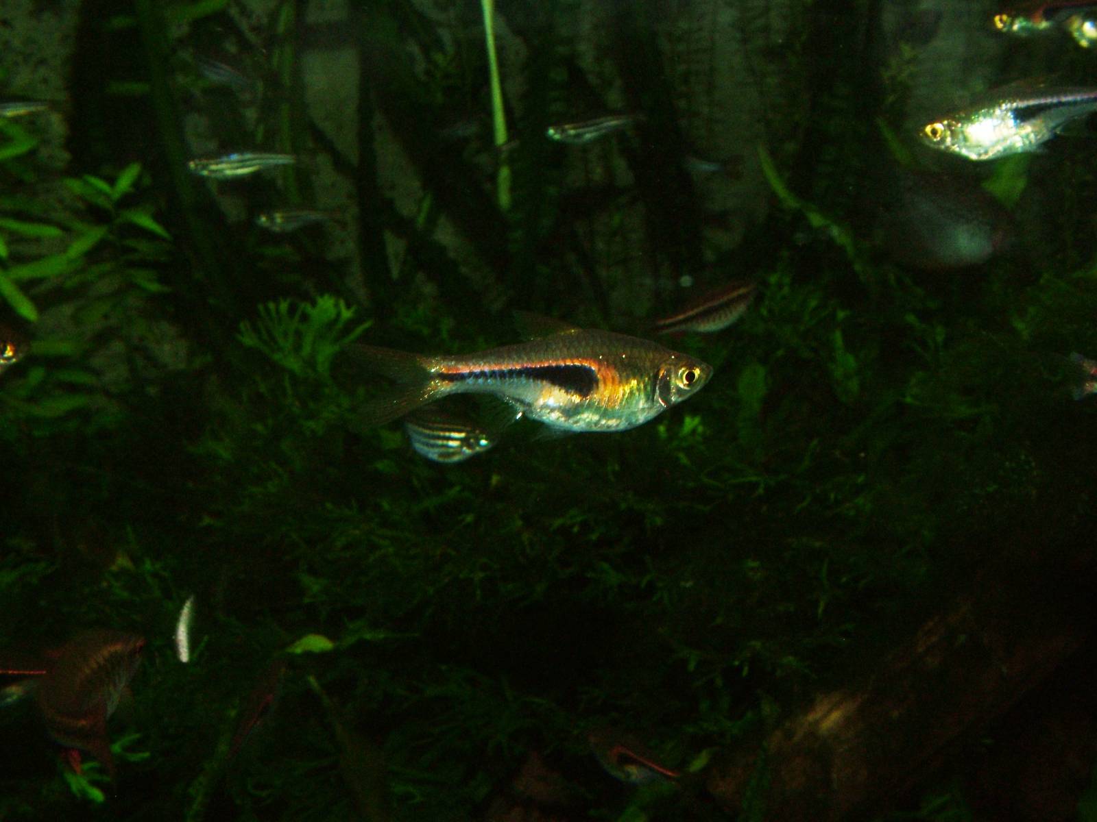 Hengel's Rasbora at Wilhelma, Stuttgart 02/09/10
