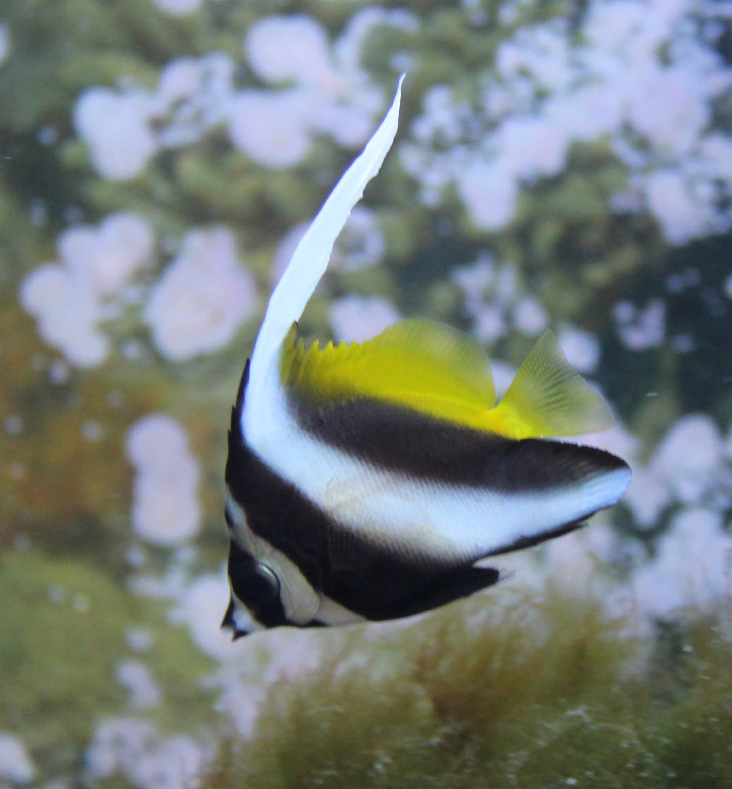 Heniochus acuminatus