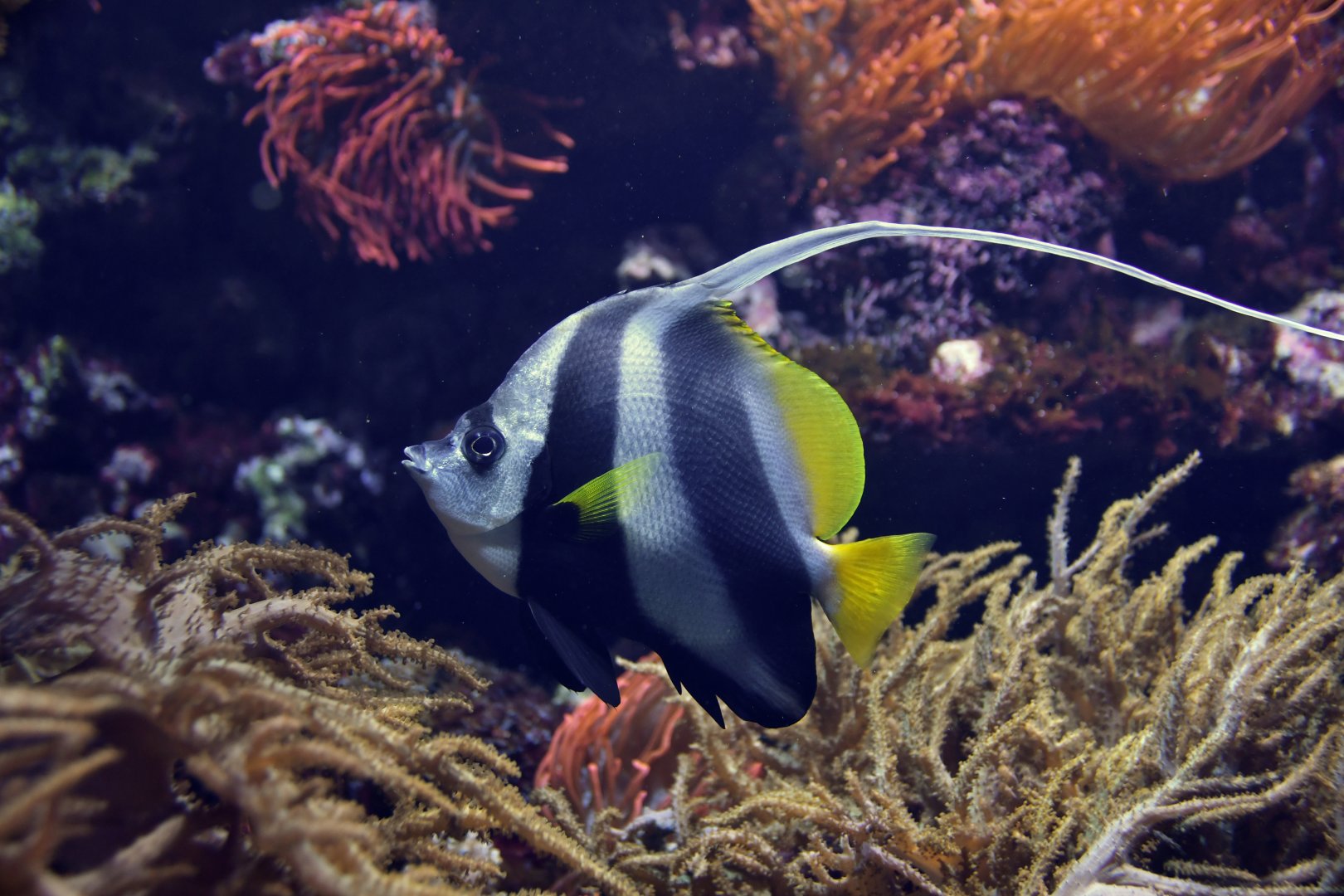 Heniochus acuminatus