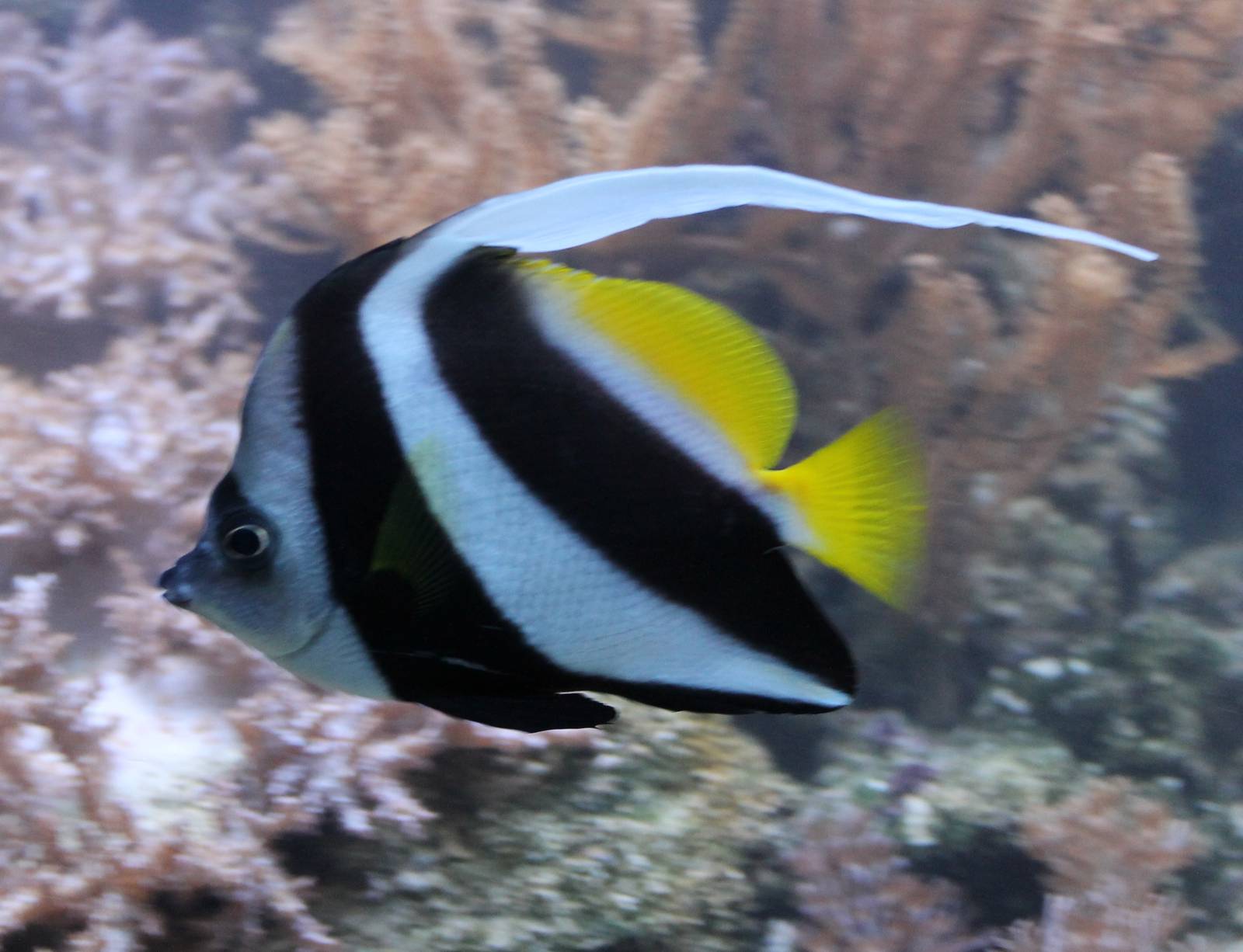 Heniochus Black & White Butterflyfish (Heniochus acuminata)