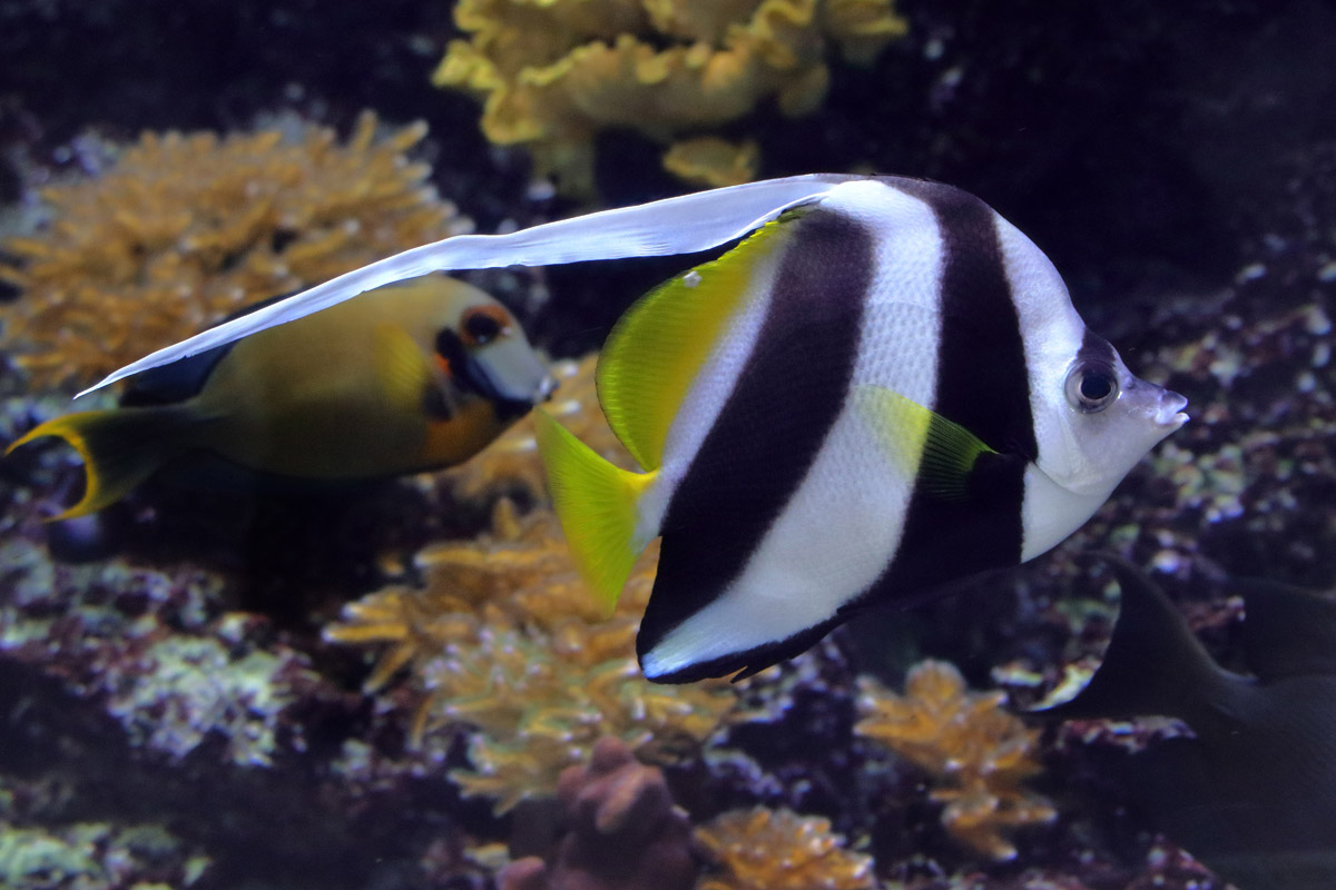 Heniochus diphreutes or Heniochus acuminatus?