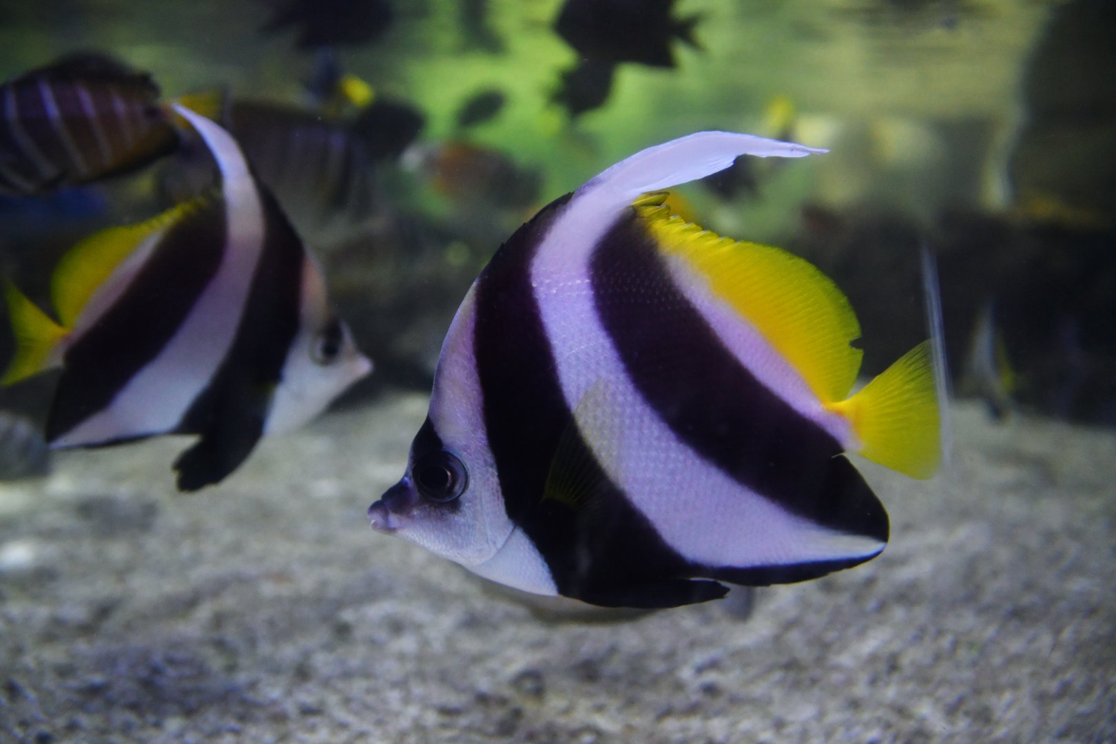 Heniochus diphreutes