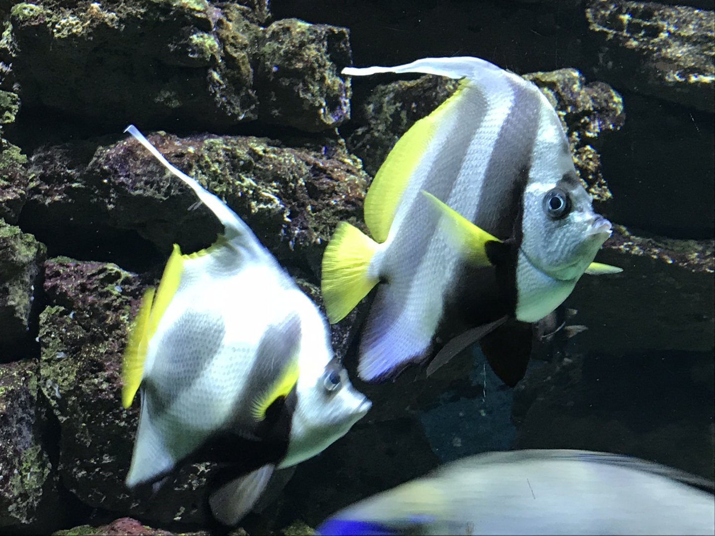 Heniochus ocuminatus 280118