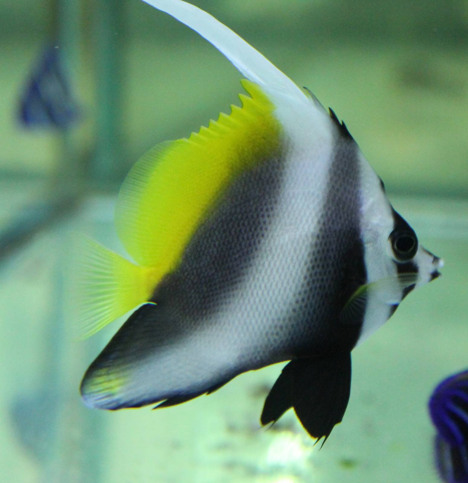 Heniochus singularius