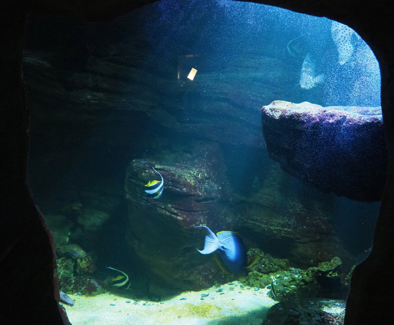 Heniochus, Surgeonfish, Humpback grouper and Orbicular batfish tank, 2020-09-03