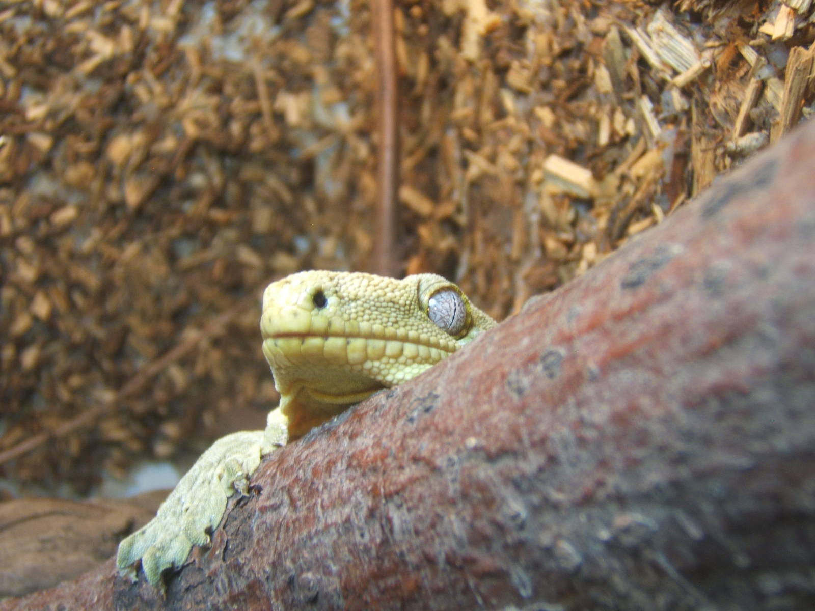 Henkel`s Giant Gecko