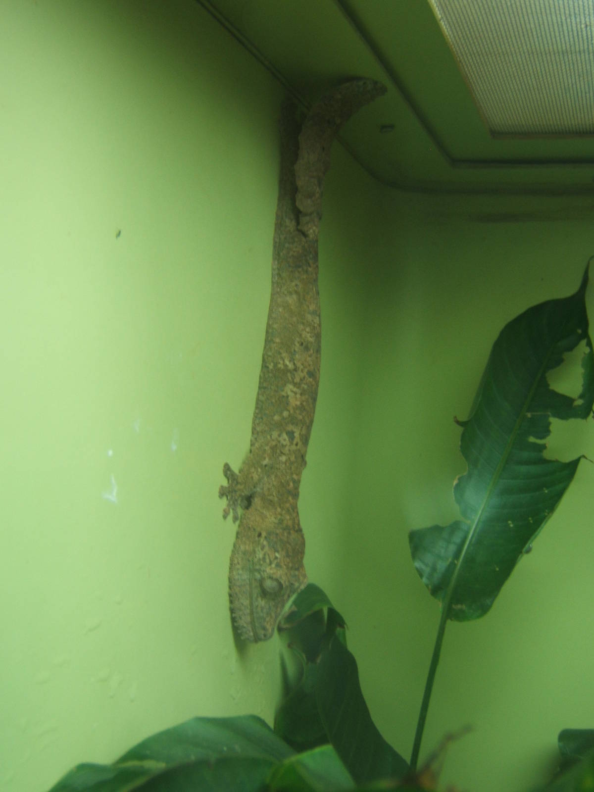 Henkel`s Leaf-tailed Gecko