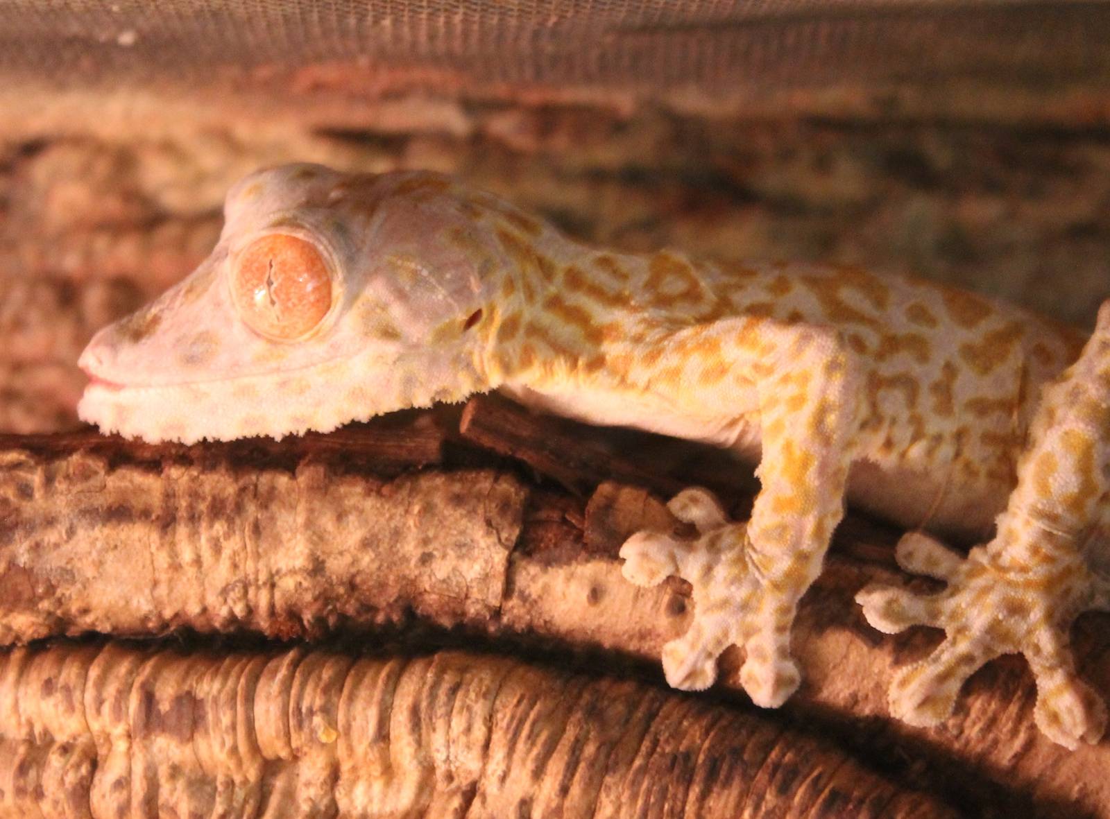 Henkel's flat-tailed gecko
