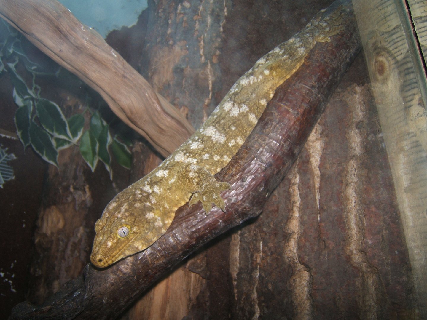 Henkels Giant Gecko 27/08/2017