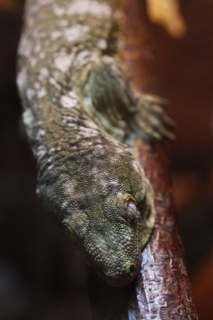 Henkels giant gecko (Rhacodactylus leachianus henkeli)