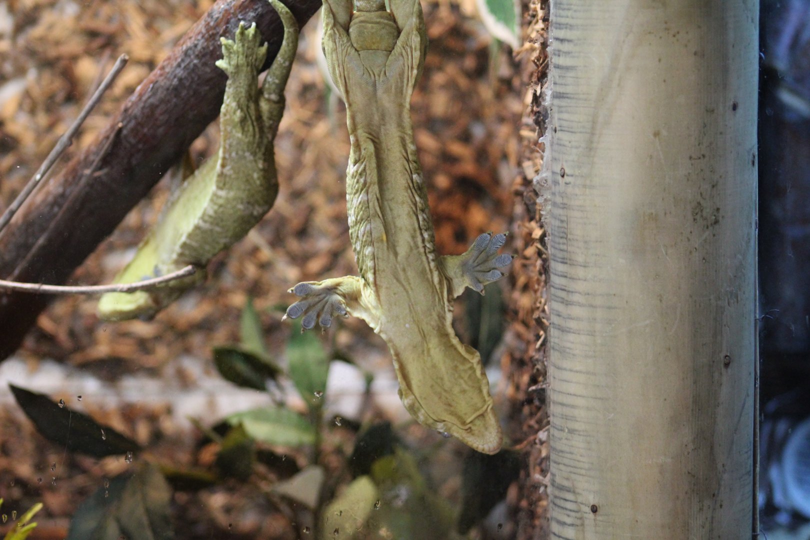 Henkel's Giant Gecko