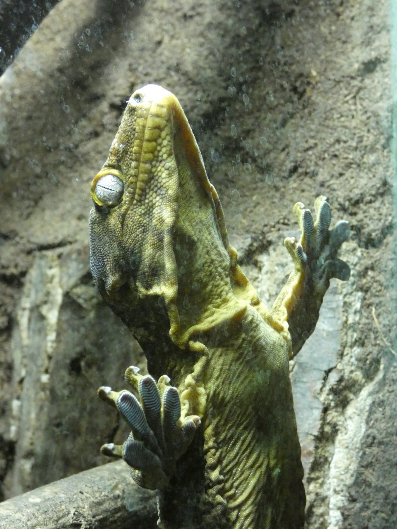 Henkel's Giant Gecko