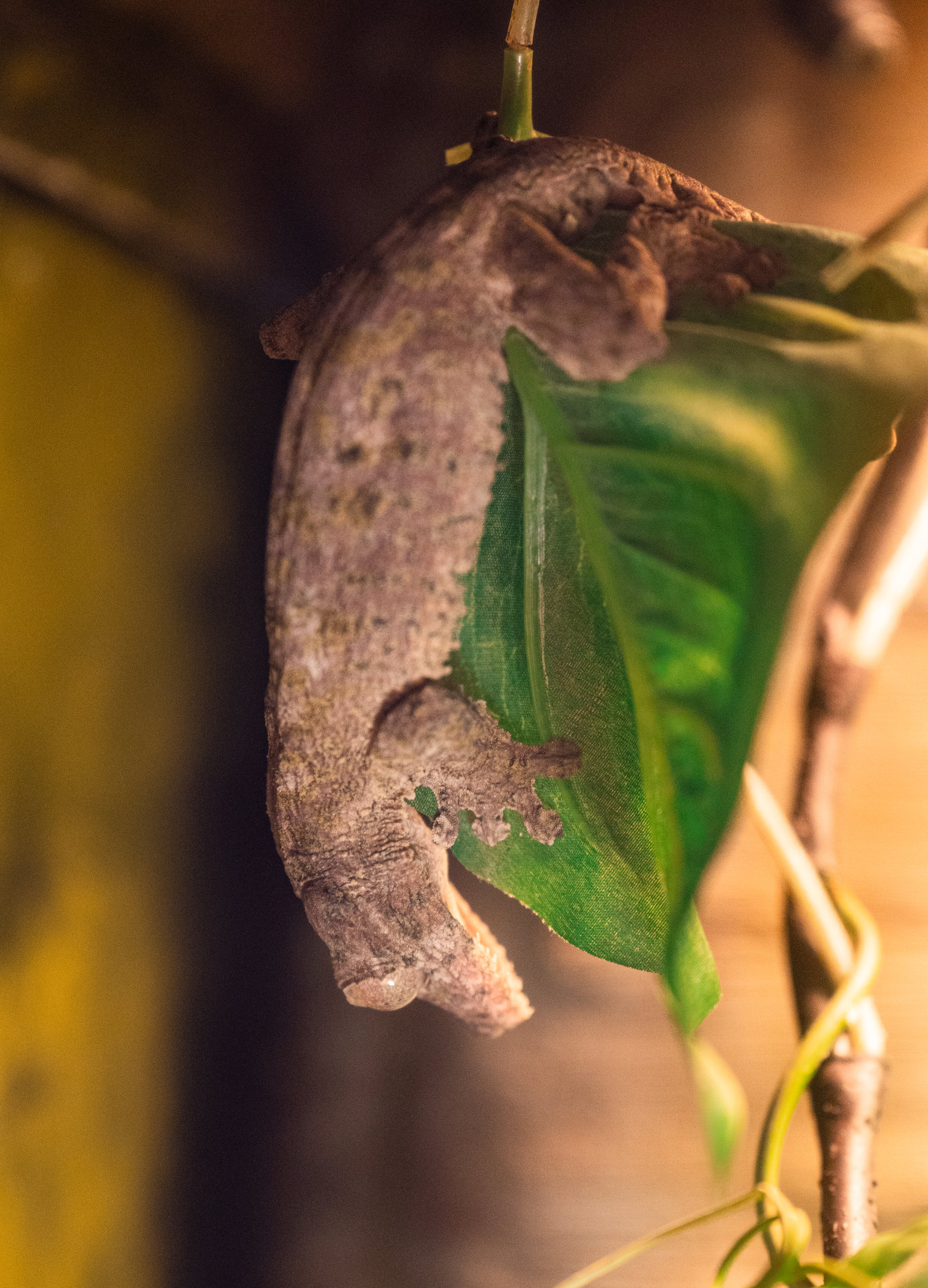 Henkel’s Lead Tailed Gecko