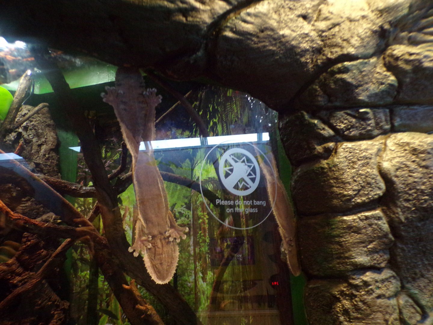 Henkel’s leaf-tailed gecko 1.1.24
