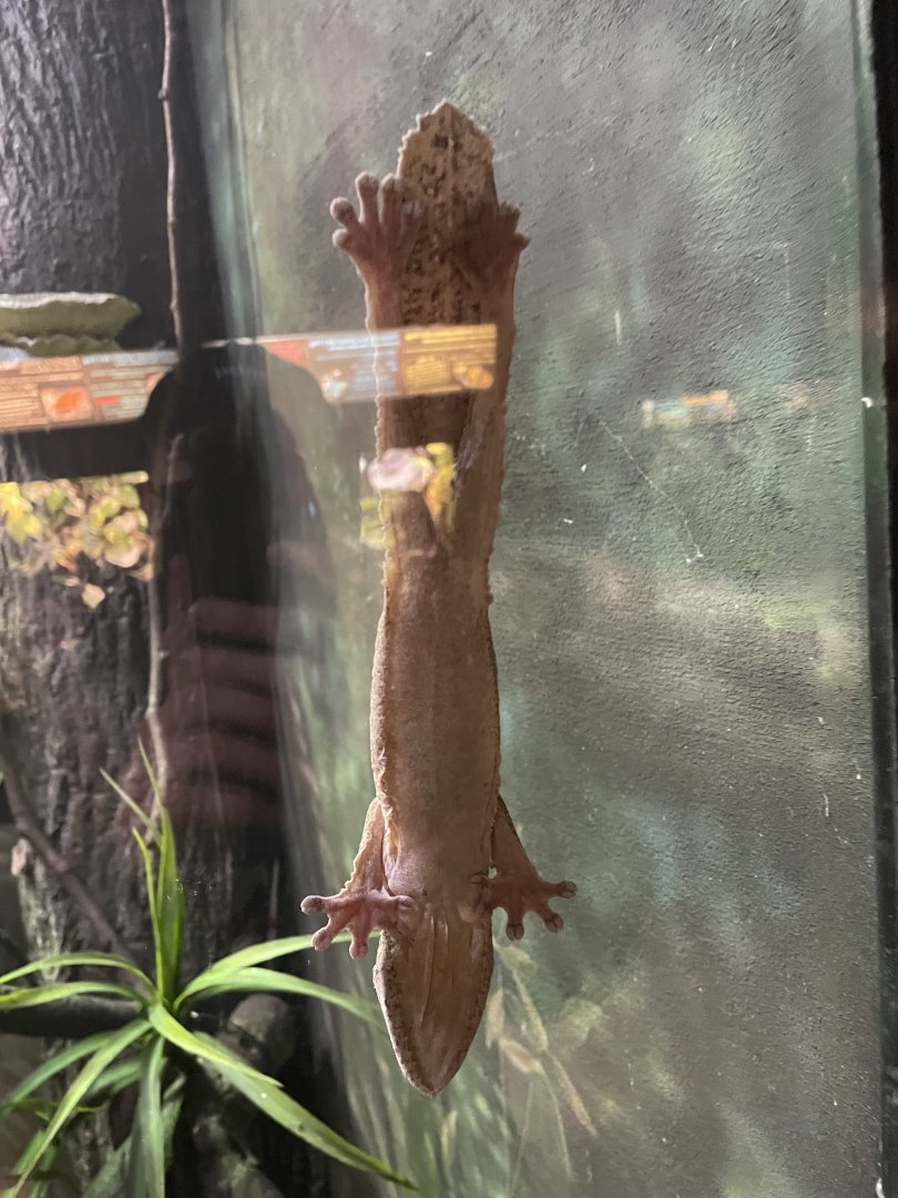 Henkel's Leaf-Tailed Gecko (3/17/22)
