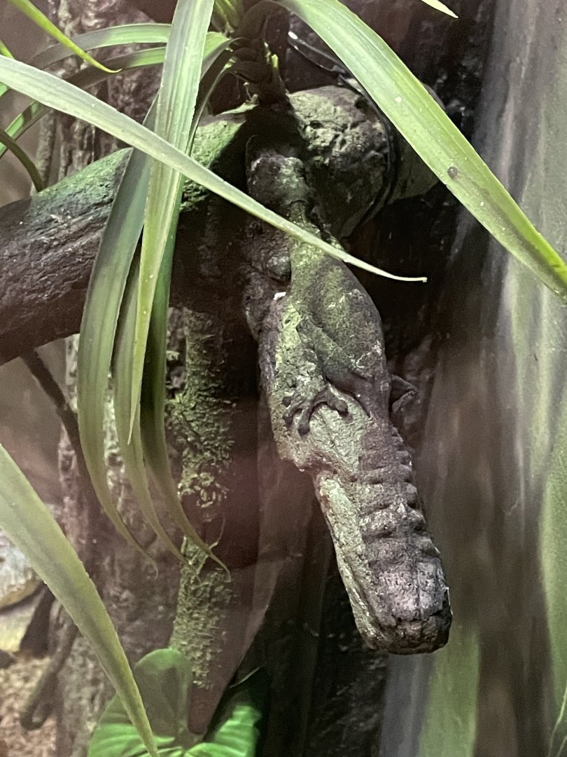 Henkel's Leaf-Tailed Gecko (3/17/22)
