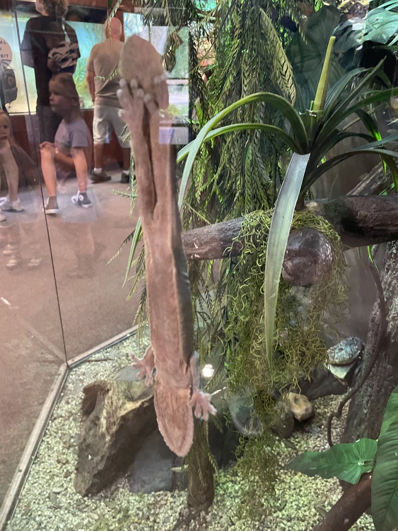 Henkel’s Leaf-Tailed Gecko (8/19/22)
