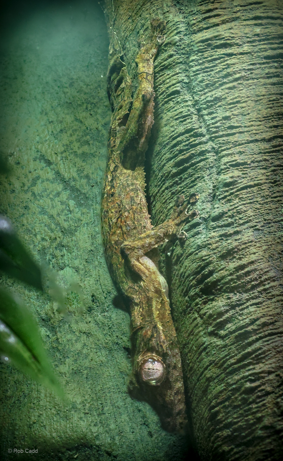 Henkel's leaf-tailed gecko : Cotswold WP : 02 Aug 2024