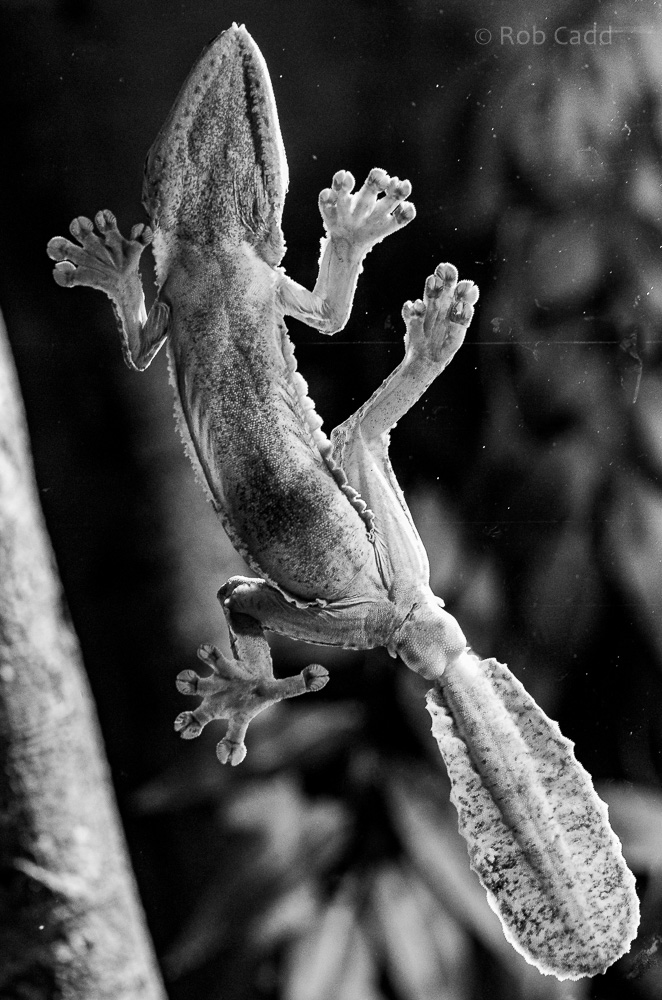 Henkel's leaf-tailed gecko : Cotswold WP : 14 Jun 2019