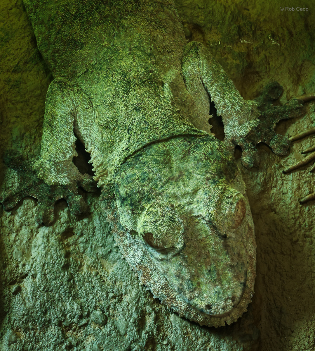 Henkel's leaf-tailed gecko : Cotswold WP : 28 Mar 2025