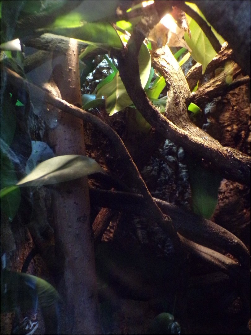 Henkel’s leaf-tailed gecko enclosure  11.3.23