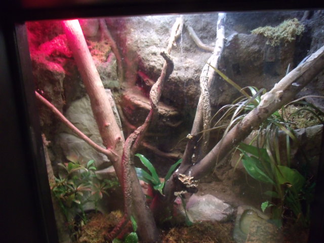 Henkel's Leaf-Tailed Gecko Enclosure
