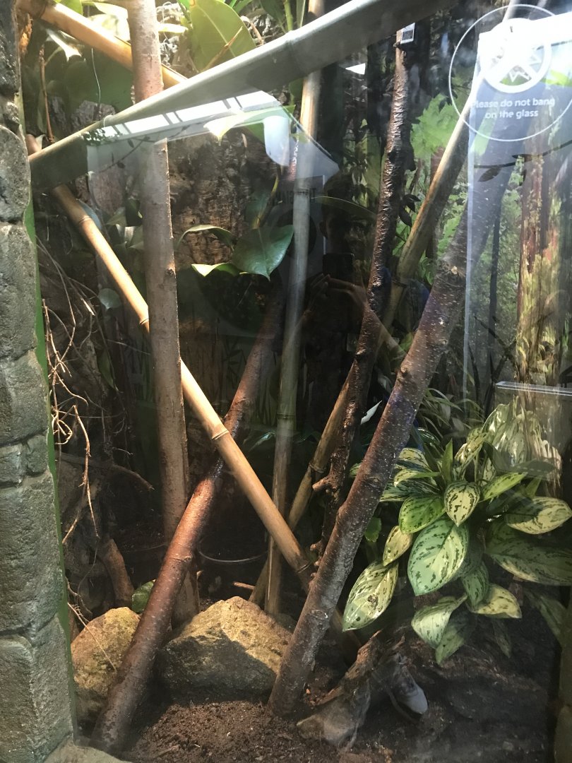 Henkel’s Leaf-tailed gecko enclosure