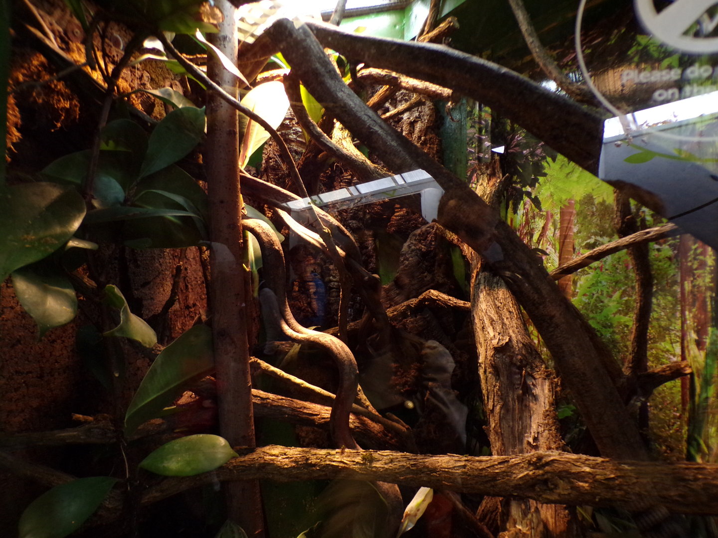 Henkel’s leaf-tailed gecko enclosure