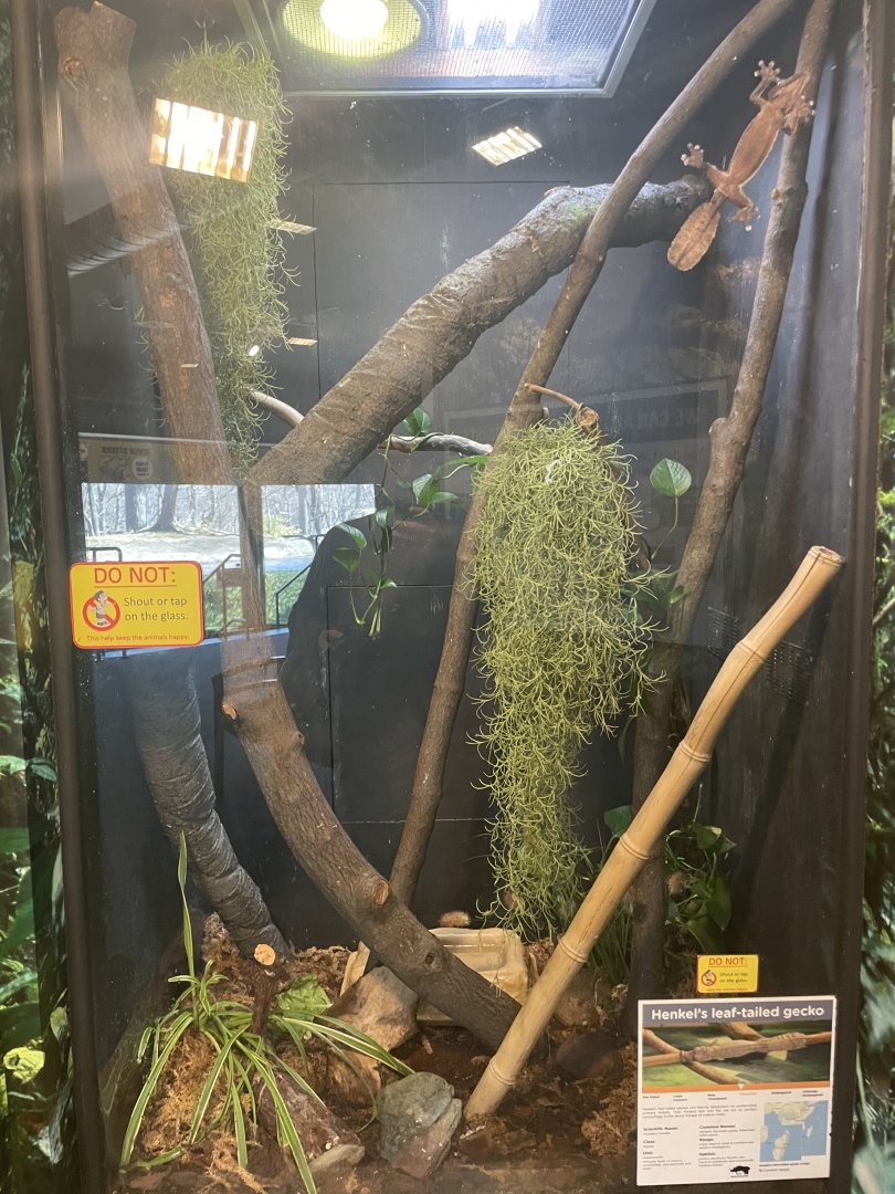Henkel's Leaf Tailed Gecko Enclosure