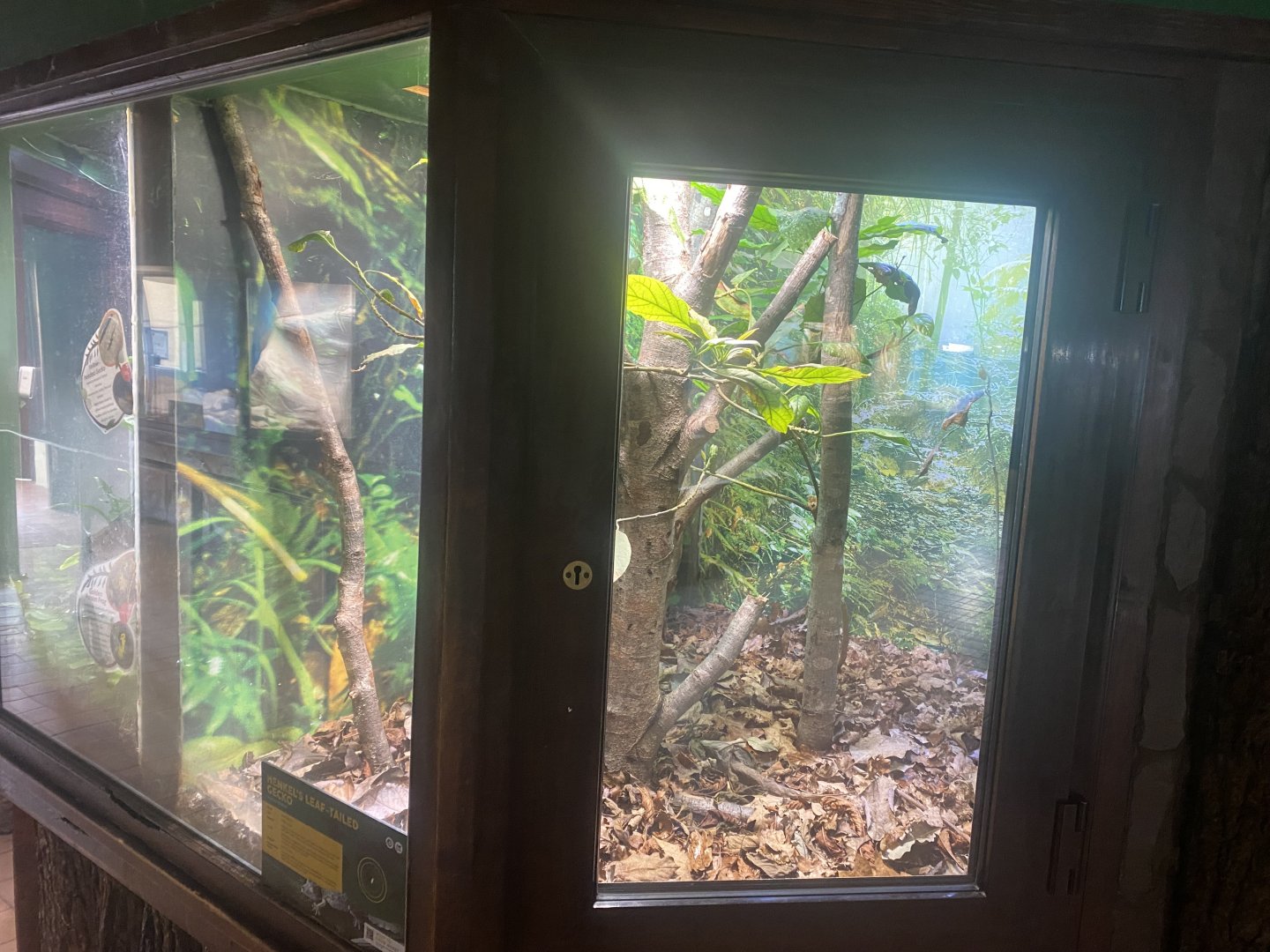 Henkel’s leaf-tailed gecko exhibit 040324